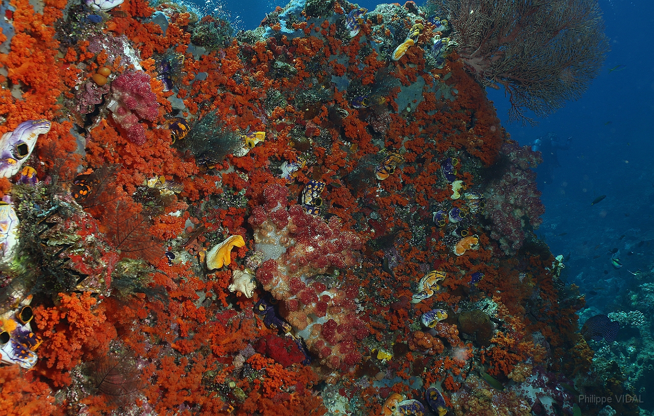 Raja Ampat 2016 - Corail - IMG_4311_rc.jpg